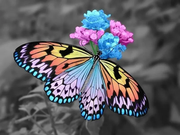 Papillon coloré symbolisant la transformation du massage métamorphique